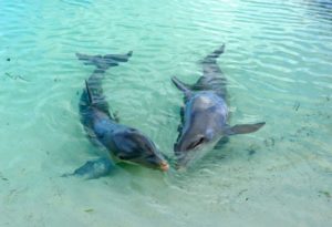 9-Playa-Sirena-swimming-with-Dolphins