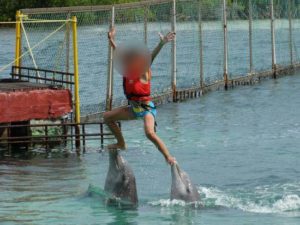 nado-con-delfines2