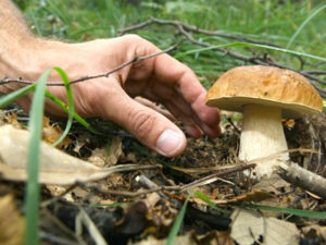 how-to-pick-mushrooms