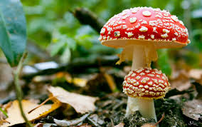non-edible-mushroom-smurfs