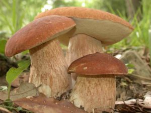 porcini-mushrooms