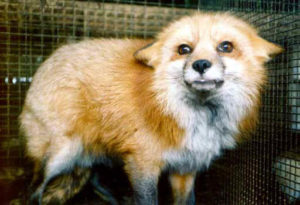 fox-fur-04