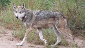trump-wall-gray-wolf