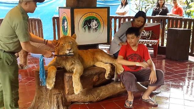 APPEAL TO THE TAMAN SAFARI: ANIMALS DOPED IN INDONESIAN SAFARI TO OFFER TOURISTS SOUVENIR SNAPSHOTS