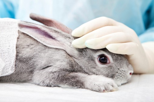 VIRGINIA (Usa) PROMOTES A BILL TO STOP TESTING COSMETICS ON ANIMALS