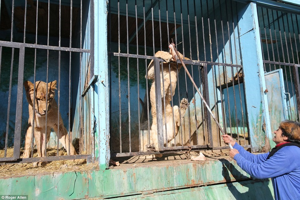 THE ARMENIAN ZOO – TWO PERSONS MADE AN ORRIFIC DISCOVERY, THE WORLD SADDEST  ZOO | OIPA