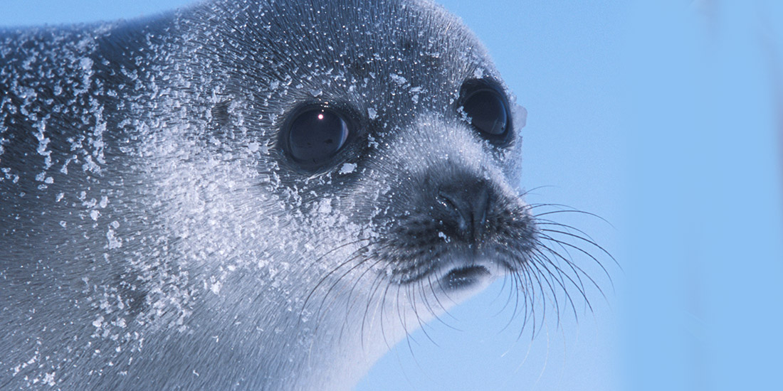 ENVIRONMENT: EU COMMISSION WELCOMES THE AGREEMENT REACHED ON SEAL PRODUCT BAN