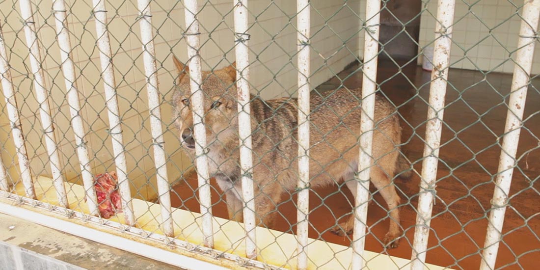 ALBANIA, TIRANA ZOO:  ANIMALS IN TRAGIC AND MISERABLE CONDITIONS