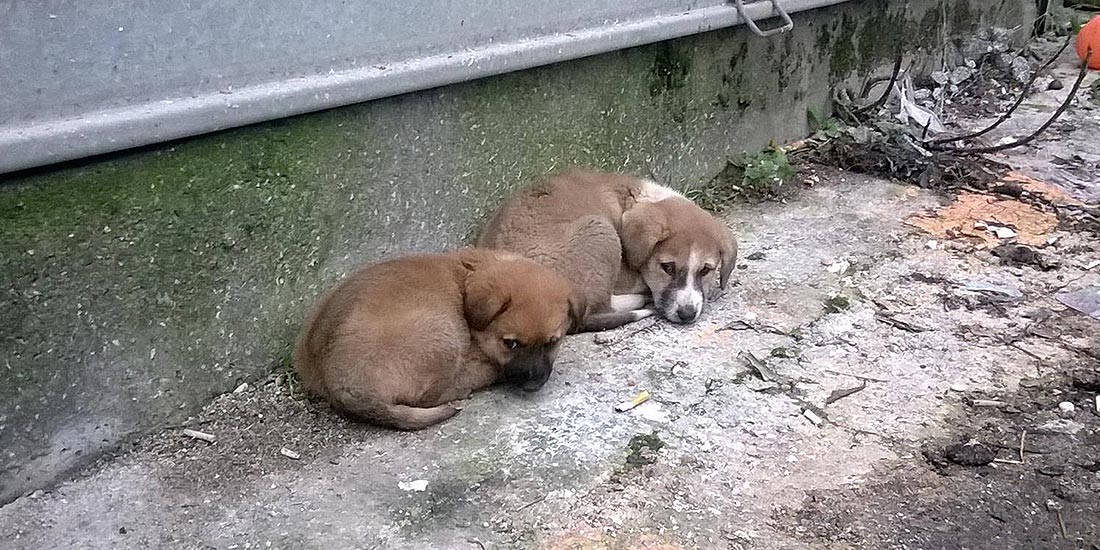 ILLEGAL FIGHTING OF DOGS AND MASS POISONING IN TIRANA: OIPA MEMBER LEAGUE ANIMAL RESCUE ALBANIA ASKS A STRONGER ANIMAL WELFARE LAW