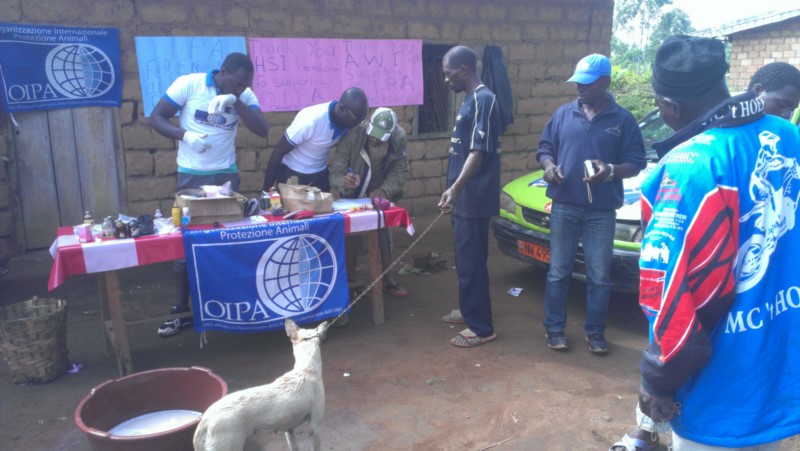 OIPA – SPAY/NEUTER AND VACCINATE STREET DOGS AND CATS  IN  RURAL COMMUNTIES  IN CAMEROON