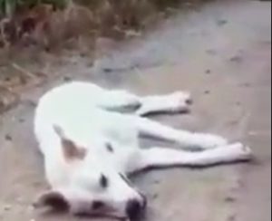 DOG TORTURED AND MURDERED IN SANGINETO, ITALY: OIPA BRINGS A CIVIL ACTION AND ASKS FOR A STRONG STANCE BY THE MUNICIPALITY