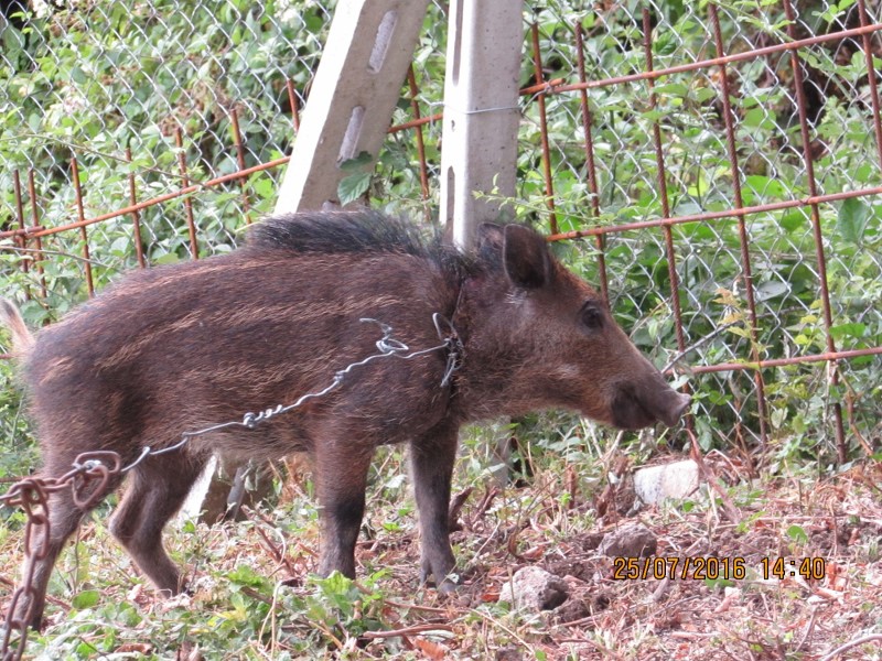 YOUNG WILDPIG TRAPPED IN A STEEL NOOSE: OIPA ANIMAL CORPS RESCUED HIM