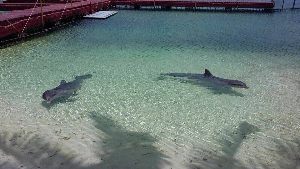 CAYO LARGO, CUBA – TWO DOLPHINS KEPT IN FEW METERS OF WATER IN THE BEACH, FORCED TO PLAY AND SWIM WITH TOURISTS – BOYCOTT THIS PLACE!