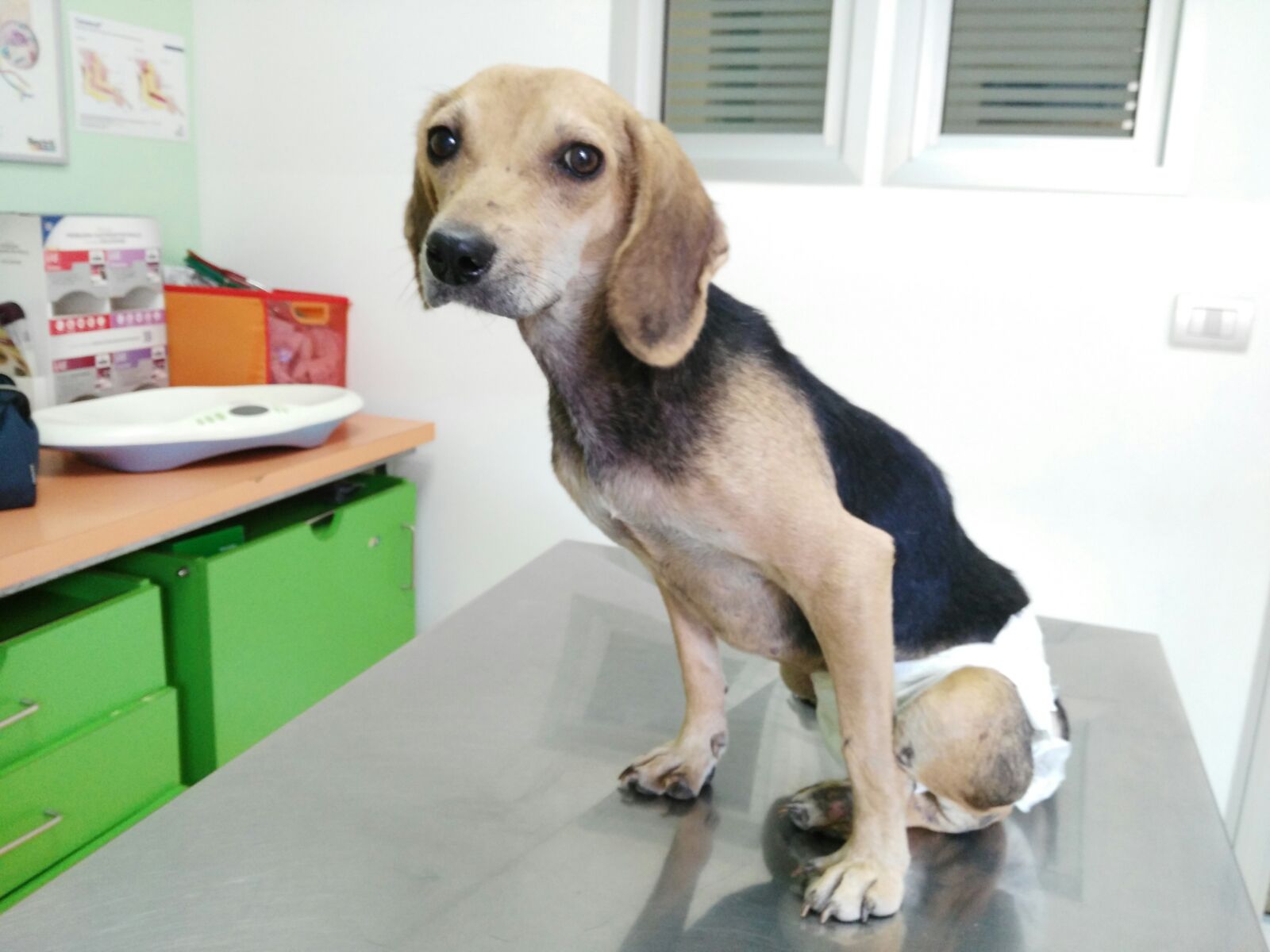 THE NEW LIFE OF SNOOPY: THANKS TO YOURS DONATIONS SNOOPY HAS BEEN CURED. NOW HE IS BETTER AND HE HAVE FOUND A SPECIAL ADOPTION