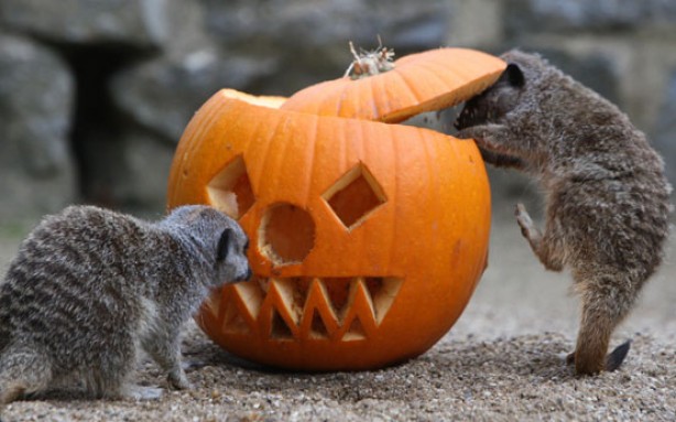 Tips on Protecting Animals From Halloween Hazards
