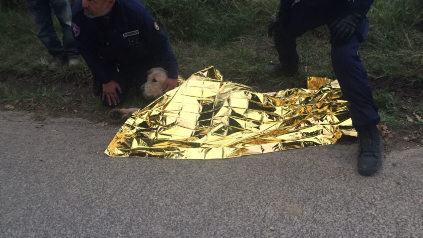OIPA ITALY – A SHEPHERD DRAGS HIS DOG TIED TO A CAR: BLOOD TRACKS ALONG THE STREET – DOG RESCUED BY OIPA ANIMAL GUARDS