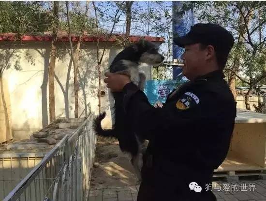 OIPA CHINA – SHELTERS FOR STRAY DOGS IN SCHOOLS, A WHOLE NEW WAY TO CARE FOR ANIMALS