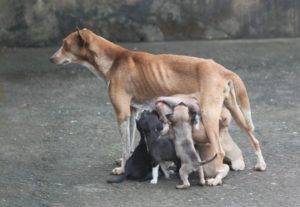 how-long-are-dogs-pregnant-mother-dog-with-several-puppies-1600x1200