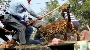 Gurgaon, India, November 24: A Leopard entered in village Mundawala near Sohna on Thursday early morning, leopard injured around ten villagers, after that villagers killed leopard, in Gurgaon, on Thursday, November 24, 2016. Photo by Manoj Kumar