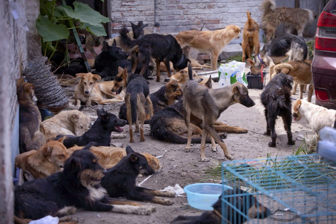 Dog meat threatening Public Health in China