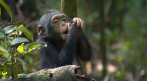 07-days-gorillachimps-wildlife-tracking-1600x1200