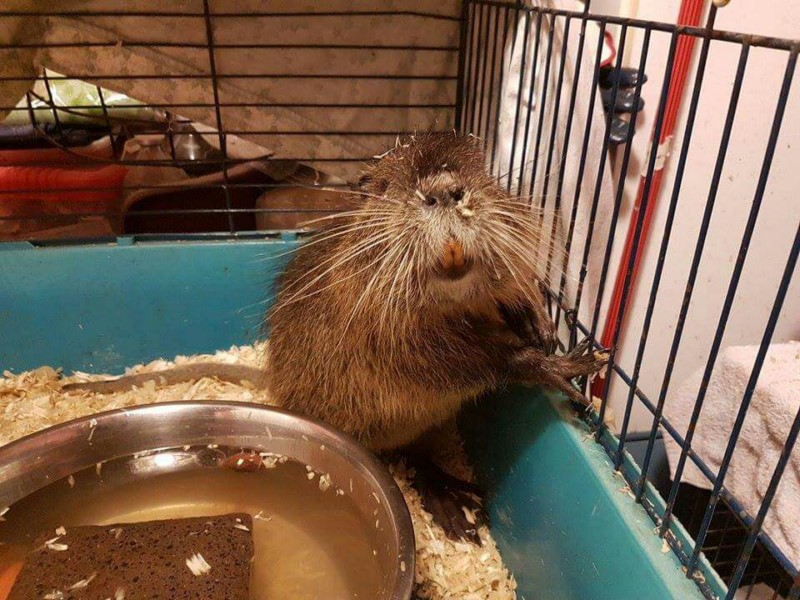 Baby coypu rescued by the OIPA volunteers of Pordenone