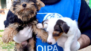 oipa-seized-puppies