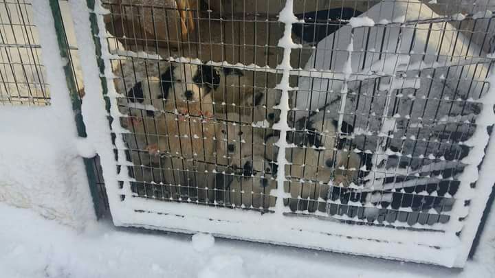 SNOW EMERGENCY IN SOUTH ITALY SHELTERS: OIPA VOLUNTEERS ASK FOR HELP TO SAVE THE DOGS