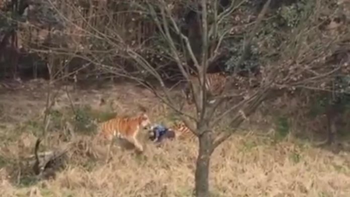 china, Three Tigers Are Killed At Chinese Zoo Following Deathly Attack To Tourist