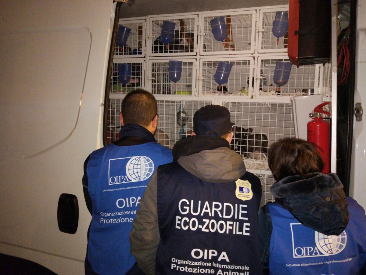 32 BREED PUPPIES FACED AN HELLISH JOURNEY TO REACH ITALY AND BE SOLD. RESCUED BY CUSTOMS OFFICERS AND OIPA GUARDS.