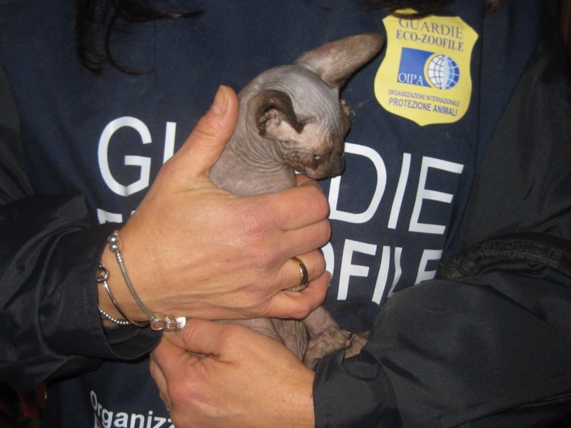 Immersed in excrements and urine and exploited for the reproduction: 6 Sphynx breed cats and 2 mixed races seized by the OIPA Animal Guards