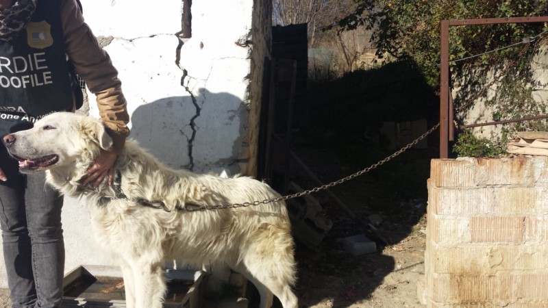 THE NIGHTMARE OF TWO DOGS, IMPRISONED INTO A BUILDING: FREED BY OIPA ANIMAL GUARDS