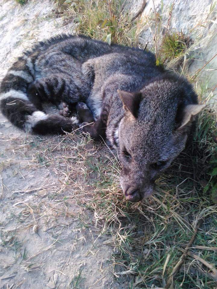 25Th February – Nepal, Larged Indian Cived Rescued By Oipa Volunteers. The  Animal, Badly Injured, Still Needs Your Help | Oipa