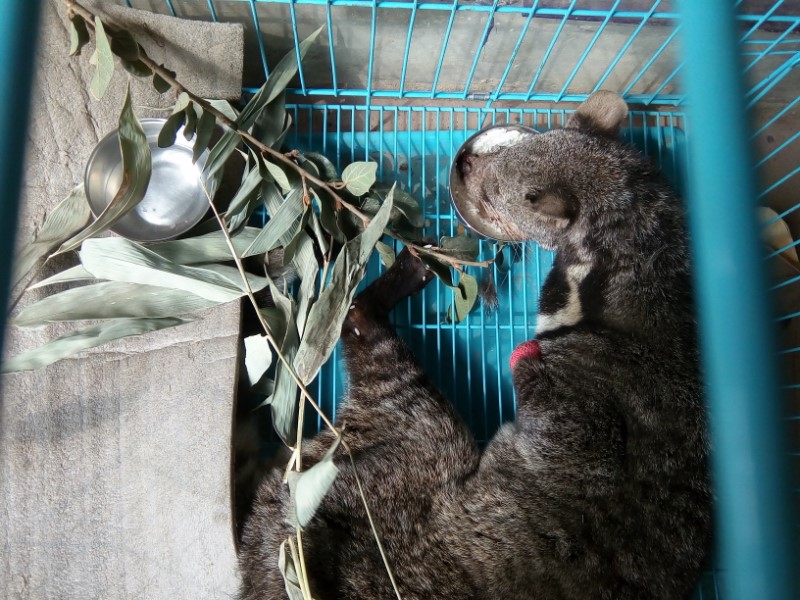 25th February – NEPAL, LARGED INDIAN CIVED RESCUED BY OIPA VOLUNTEERS. THE ANIMAL, BADLY INJURED, STILL NEEDS YOUR HELP