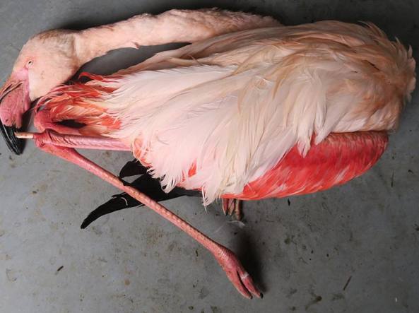 Kicked to death by little boys: Flamingo at Czech zoo is brutally killed by children