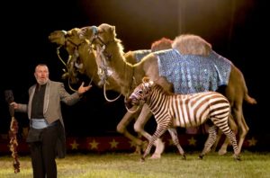 wild animals - circuses
