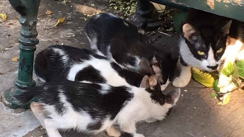 ATHENS – Justice for the Plaka cats – SIGN THE PETITION!