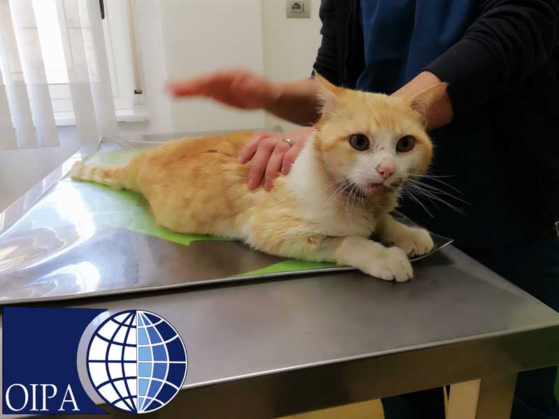 HIT BY A CAR AND LEFT LYING ON THE GROUND IN AGONY: MANDORLO, RESCUED BY OIPA VOLUNTEERS