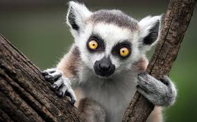 LEMURS BECOME THE MOST ENDANGERED MAMMALS ON EARTH