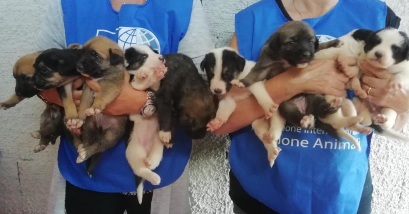 LAILA HAS BEEN ABANDONED AND THROWN ROCKS AT, SHE WAS RISK OF GIVING BIRTH TO HER NINE PUPPIES ON THE STREET: OIPA SYRACUSE’S BLUE ANGELS RESCUED HER BUT NOW SHE NEEDS YOUR HELP
