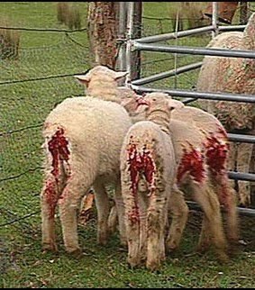 MULESING: LEGAL TORTURE OR PART OF THE CRUEL WORLD OF INTENSIVE FARMING