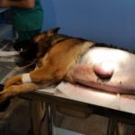 Max, an 18 months old abandoned and seriously ill German Shepherd: OIPA’s Blue Angels are trying their best to save his life