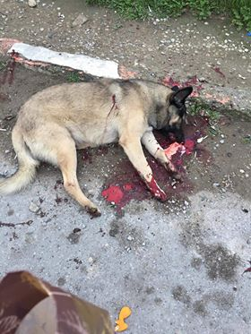 Azerbaijan: a new mass culling of stray dogs