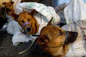 STOP DOG MEAT TRADE IN INDONESIA…. BRUTAL SLAUGHTERING AND INEVITABLE RABIES DIFFUSION