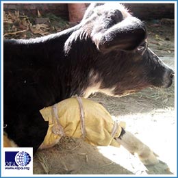 OIPA NEPAL LATEST UPDATES: A DOG INJURED BY A HUMAN STREET ATTACK, ABANDONED COWS AND CALVES, AND DRISTI, A BLIND DOG