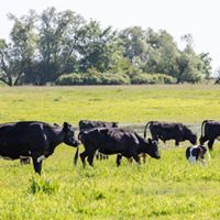 THE FREE COWS FROM DESZCZNO MUST REMAIN FREE
