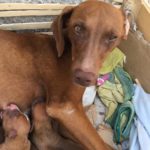 DOGS AS BY-PRODUCTS OF HUNTING: GEMMA, SWEET HUNTING DOG, GIVES BIRTH TO 7 PUPPIES IN A WOODEN FRUIT BOX IN PALERMO, ITALY