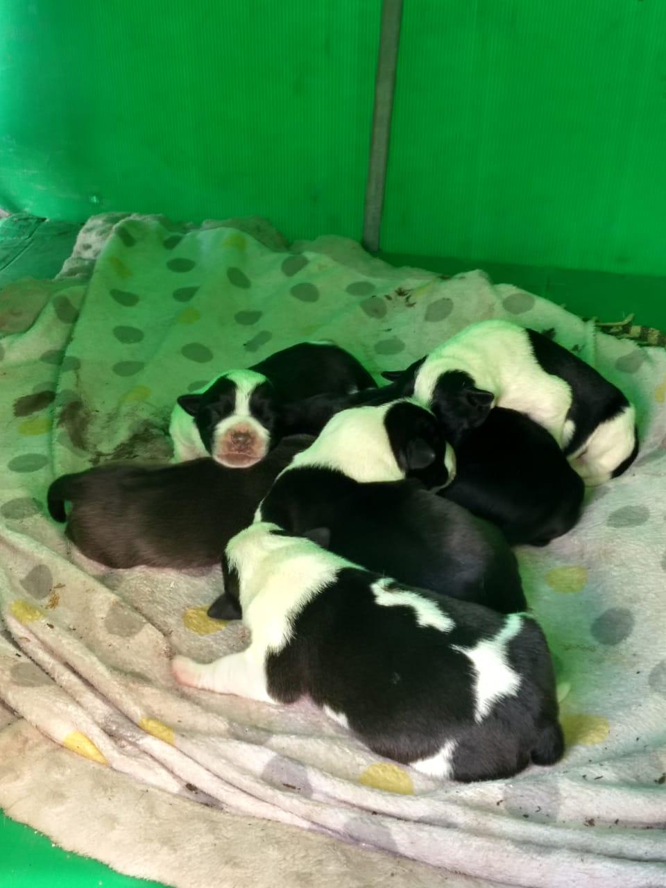 ABANDONED IN A CARDBOARD BOX NEXT TO A DUMPSTER. OIPA TUNISIE SAVES A LITTER OF SIX PUPPIES