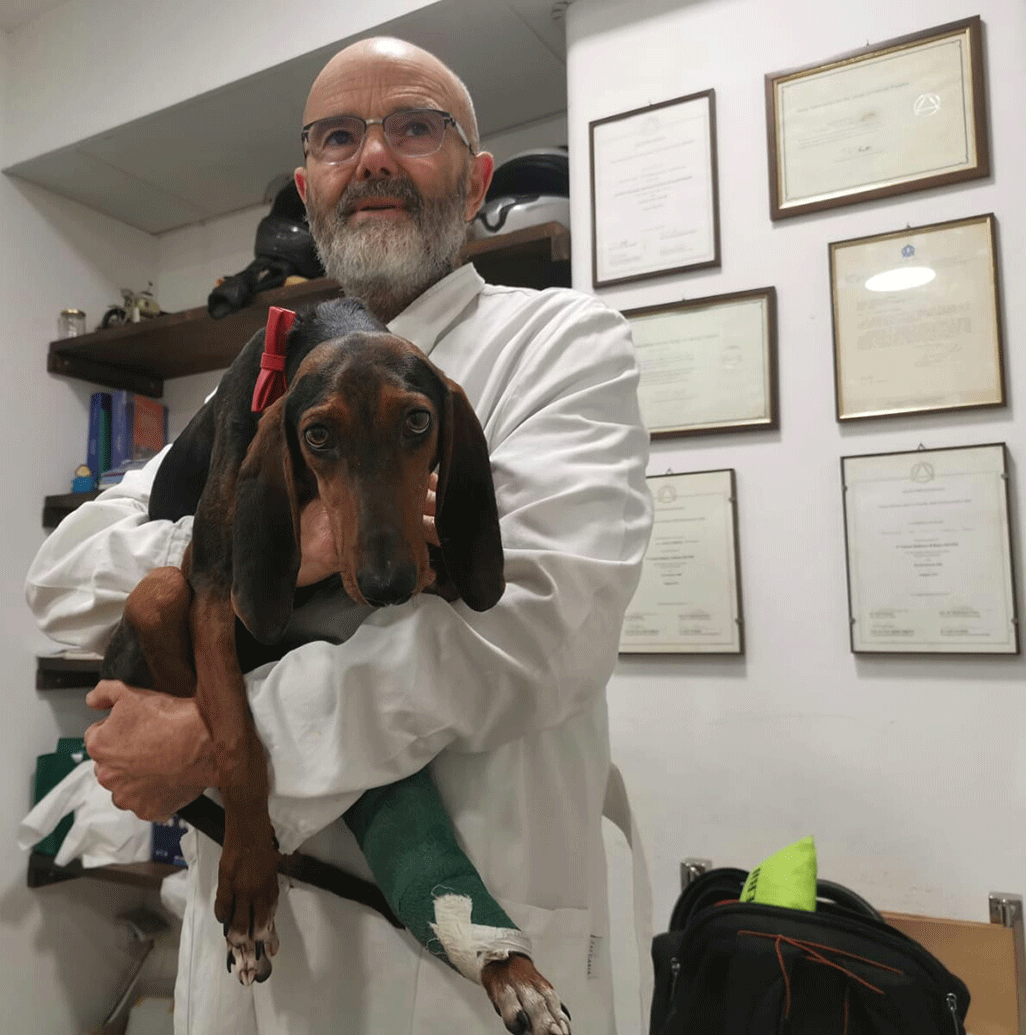 THE STORY OF AMIRA: BORN WITH A DEFORMITY TO HER HIND LEGS, SHE WAS THROWN OUT OF A CAR, THEN SAVED BY OIPA’S VOLUNTEERS IN ITALY. A KIND-HEARTED VET GAVE HER THE CHANCE TO WALK AGAIN