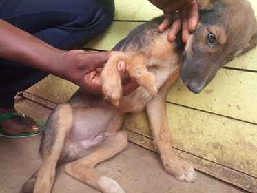 JOJO, DOG WITH DEFORMED PAW RESCUED BY OIPA CAMEROON